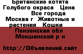 Британские котята Голубого окраса › Цена ­ 8 000 - Все города, Москва г. Животные и растения » Кошки   . Пензенская обл.,Мокшанский р-н
